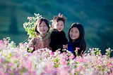 Top 5 Những Điểm Đến Ngắm Hoa Tam Giác Mạch Ở Miền Bắc
