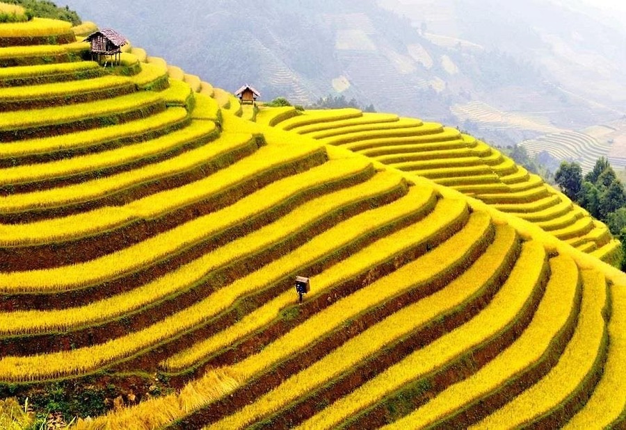 10 Lý Do Nên Du Lịch Hà Giang Mùa Lúa Chín