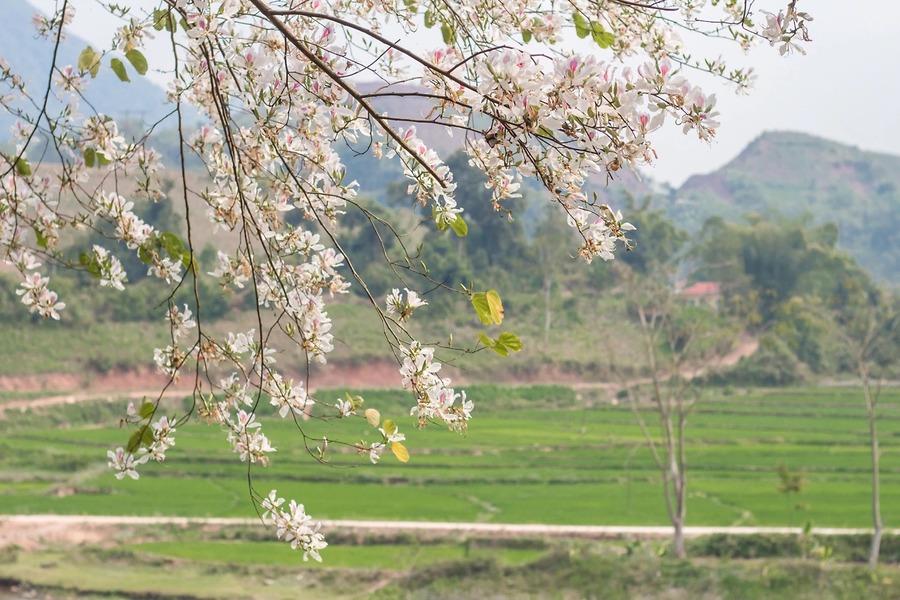 5 điểm du lịch ngắm hoa ban Điện Biên đẹp nhất 2026