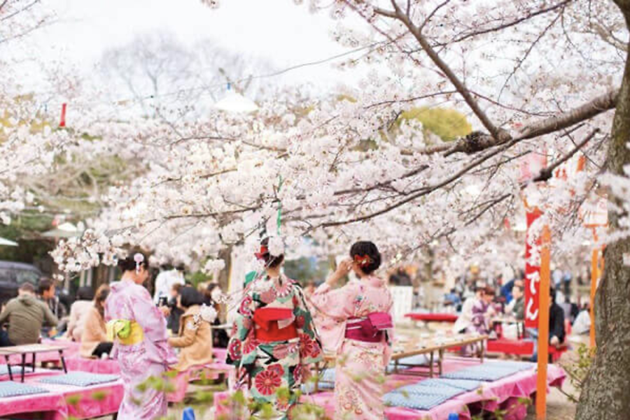 MÙA HOA ANH ĐÀO Ở TOKYO – VẺ ĐẸP THƠ MỘNG GIỮA LÒNG NHẬT BẢN