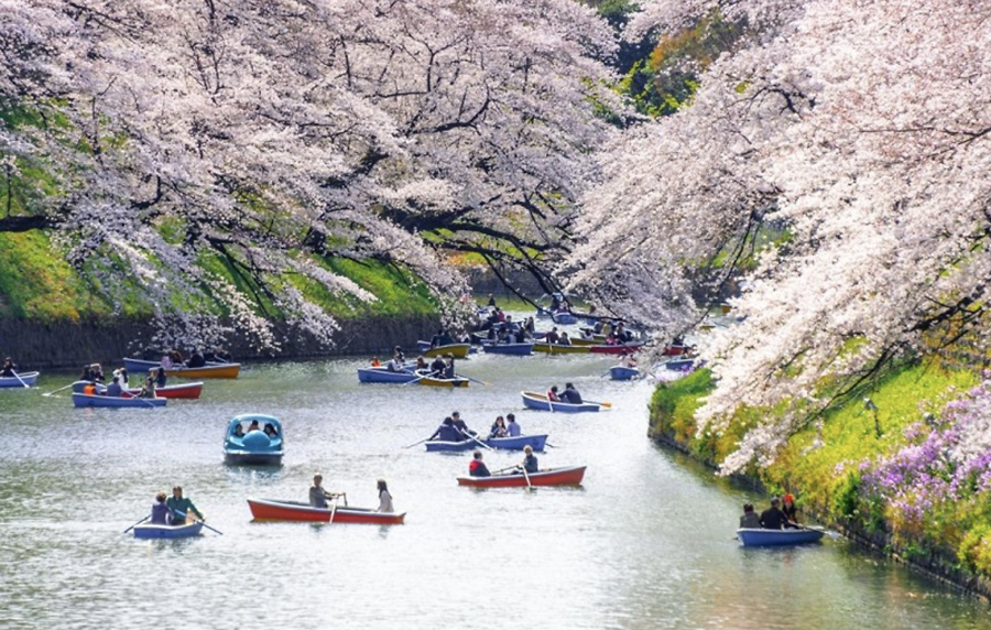 KINH NGHIỆM DU LỊCH CÔNG VIÊN UENO - SẮC HỒNG MÙA HOA ANH ĐÀO TUYỆT ĐẸP CỦA TOKYO