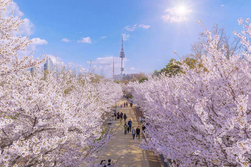 CẬP NHẬT LỊCH HOA ANH ĐÀO NỞ HÀN QUỐC 2025