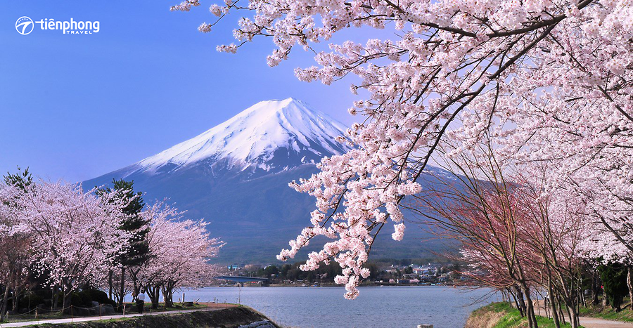 |Du lịch Nhật Bản| Các mùa hoa gây thương nhớ ở Nhật Bản