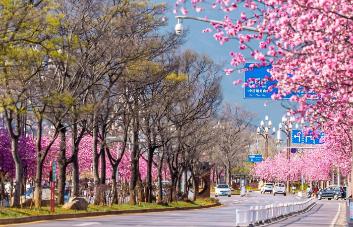 Nên Đi Du Lịch Côn Minh Vào Mùa Nào?
