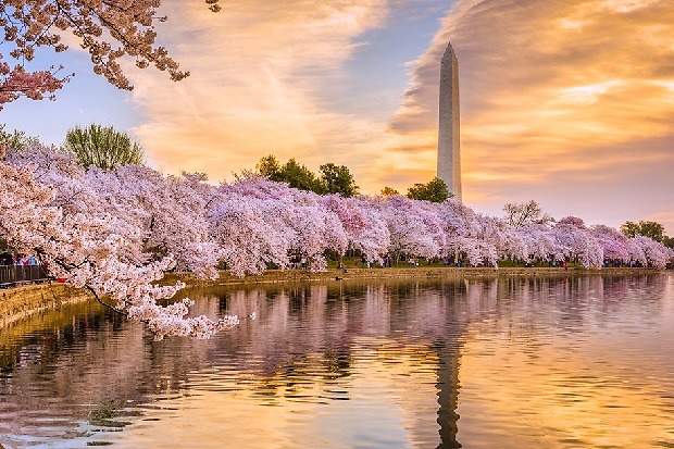Đi du lịch Mỹ mùa hoa anh đào 2023 cần lưu ý những gì?