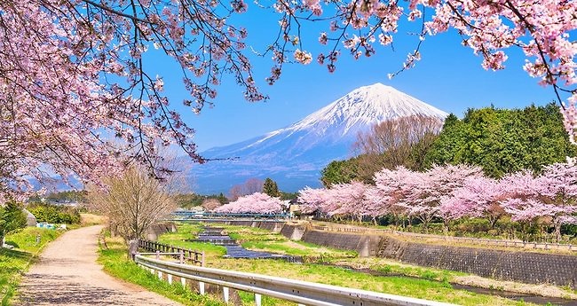 Top 4 địa điểm ngắm Hoa Anh Đào Nhật Bản không thể đẹp hơn