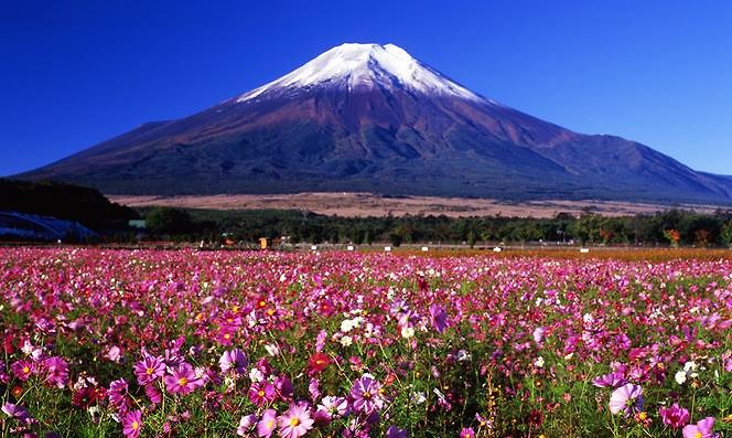 Nhật Bản 12 mùa hoa du lịch Nhật Bản