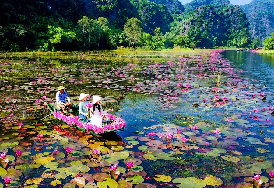 Mùa Hoa Súng Ở Ninh Bình - Dòng Ngô Đồng Hóa Thành Dải Lụa Tím Mộng Mơ