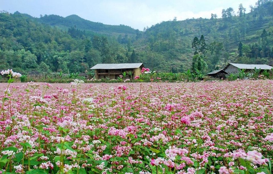 Cẩm Nang Khám Phá Mùa Hoa Tam Giác Mạch Hà Giang Sau Khi Sáp Nhập Vào Tuyên Quang