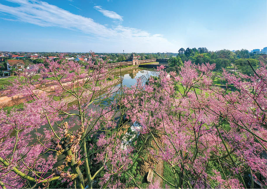 Check-in Huế mùa hoa ngô đồng - điểm đến “hot” nhất tháng 4