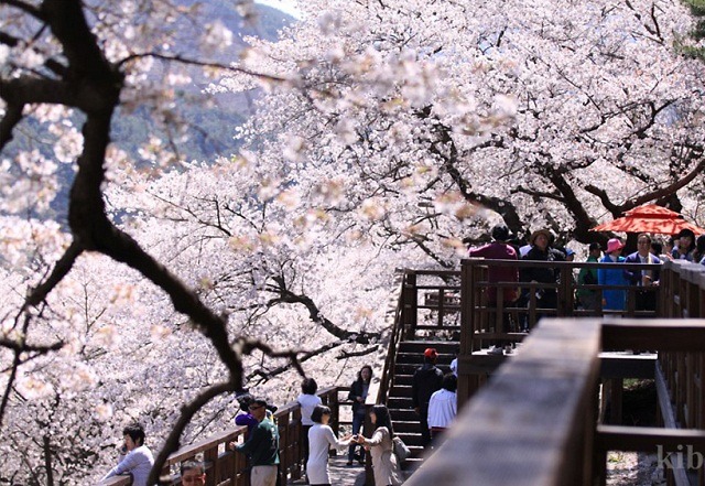 Ngắm hoa anh đào ở Hàn Quốc: Địa điểm và thời gian lý tưởng nhất