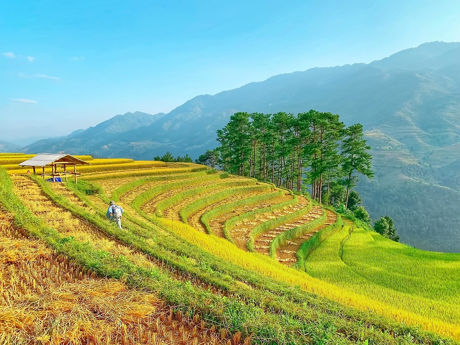 Kinh Nghiệm Đi Mù Cang Chải Từ A - Z: Cẩm Nang Chi Tiết Cho Chuyến Đi Trọn Vẹn