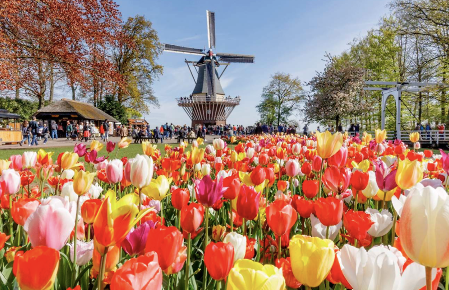 KINH NGHIỆM DU LỊCH KEUKENHOF – THIÊN ĐƯỜNG HOA TULIP ĐẸP NHẤT THẾ GIỚI