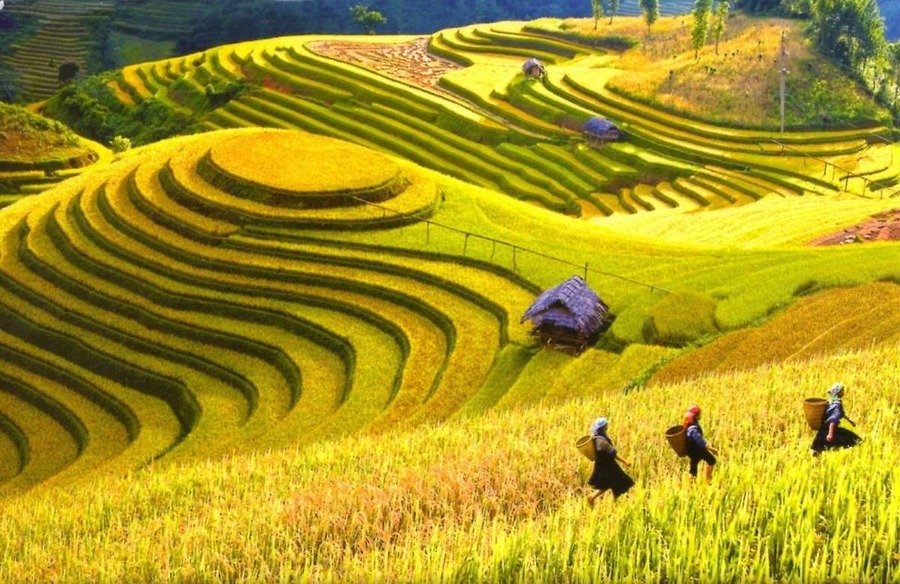 Săn Ảnh Mù Cang Chải: Bí Quyết Để Không Bỏ Lỡ Mùa Lúa Chín