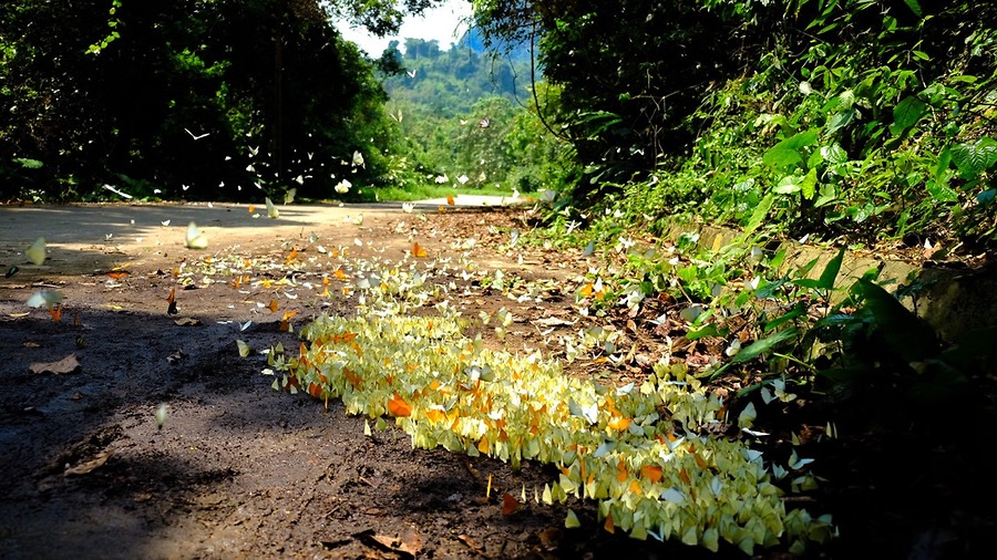 Mùa bướm đến sớm bất ngờ, Cúc Phương hóa xứ sở thàn tiên, chậm chân là lỡ cả năm