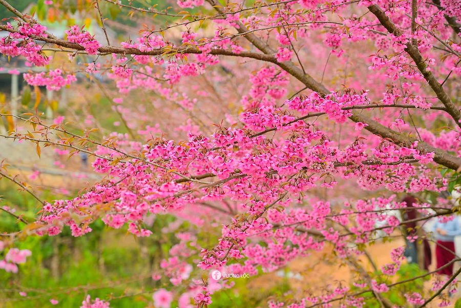 Mùa hoa anh đào xóm Mừng - bản tình ca mùa xuân của du lịch Hòa Bình
