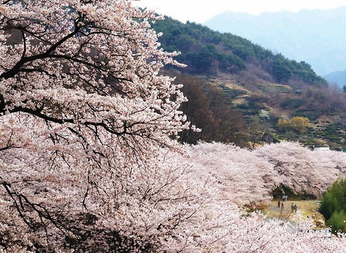 Khám Phá Cảnh Sắc Hoa Anh Đào Hàn Quốc: Hành Trình Mùa Hoa Tuyệt Vời
