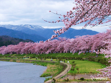 Mãn nhãn với rừng hoa anh đào Nhật Bản đẹp yêu kiều
